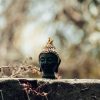 Emotional Harmony Meditation Collection